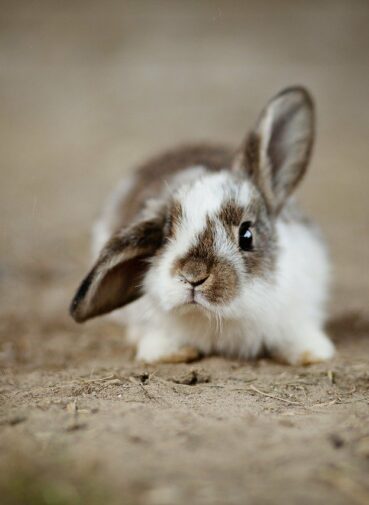 rabbits-g5602a9d1e_1280