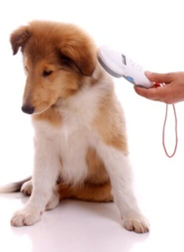 Identifizierung der Haustiere mit Lesergerät