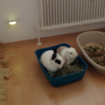 Kaninchen abzugeben